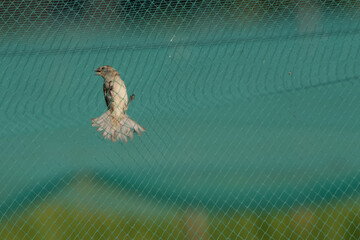 A sparrow gets stuck in the net of a rice farm