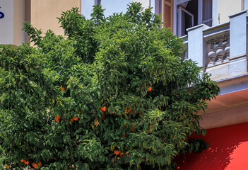 Fototapeta na wymiar Bright ripe oranges on a tree in the Old Town, Vieille Ville in Menton, French Riviera, South of France, famous for growing citrus