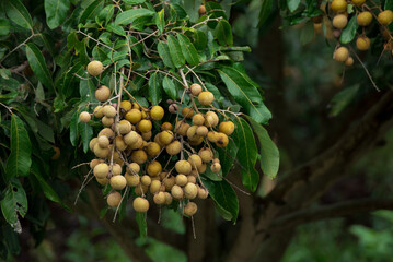 longan and longan tree