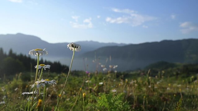 Beautiful landscape in the mountains with flowers and grass close up with sunset. Georgia.