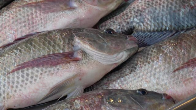 fresh live raw tilapia ready on counter for sale at thailand fish market