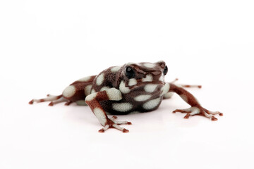 Marañón poison frog // Marańon-Baumsteiger (Excidobates mysteriosus)  