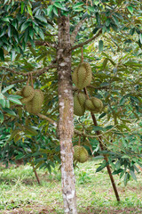 Durian fruit on tree, Durians are the king of fruits in thailand