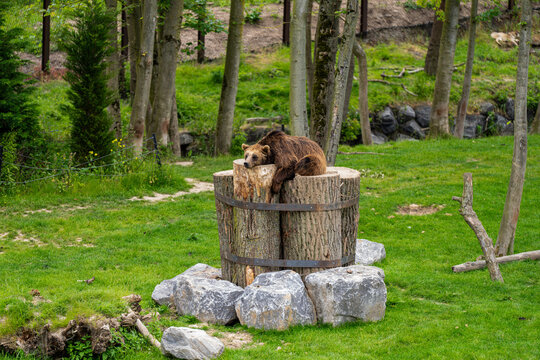 animaux de zoo