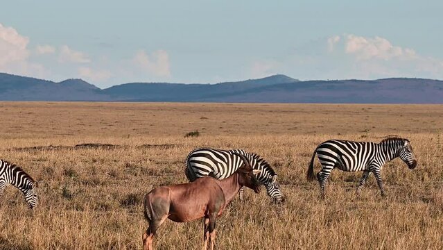 Herd of African zebras and Bubal antelopes grazing in the Maasai Mara National Park in Kenya, Africa
