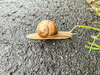 Common garden snail
