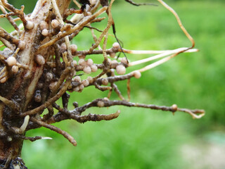 Nitrogen-fixing bacteria on legume roots close-up in natural conditions