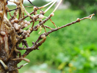 Nitrogen-fixing bacteria on legume roots close-up in natural conditions