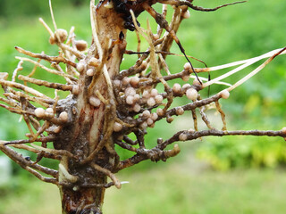 Fototapeta premium Nitrogen-fixing bacteria on legume roots close-up in natural conditions