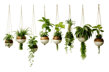 Hanging Plants on a Transparent Background, Ai