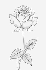single_black_line_drawn_rose_no_colour_white_background