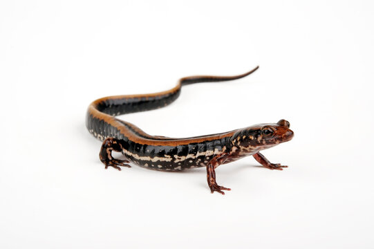 Three-lined salamander // Dreistreifensalamander (Eurycea guttolineata) 