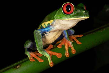 red eyed tree frog