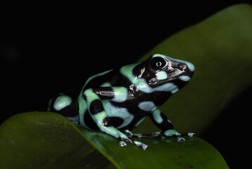 poison frog