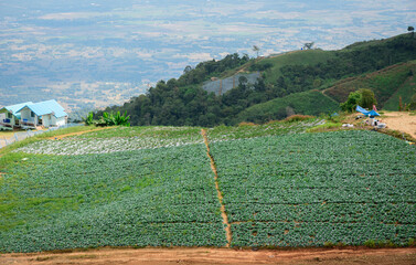Cabbage field in Thailand (Phu thap boek)