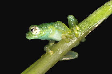 Fototapeta premium green tree frog