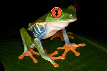 red eyed tree frog