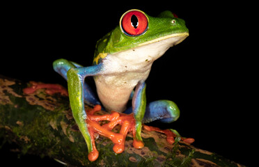 red eyed tree frog