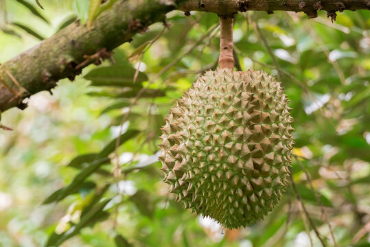 Durian tree, Fresh durian fruit on tree, Durian struck Lae, Durian Line Lae, durian in uttaradit thailand