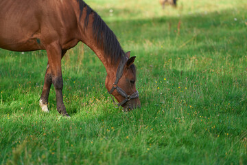 Fototapeta premium Majestic Red Horse with Flowing Mane in Open Pasture. Red horse with a long mane in the field against the sky. horse farm