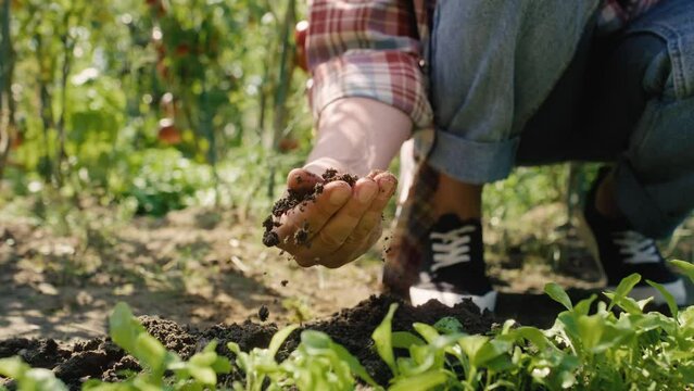 Unrecognizable gardener checking the soil quality . Shot with RED helium camera in 8K. 
