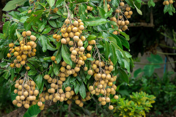 Longan orchards, longan in Thailand
