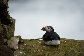 Papageientaucher auf Island