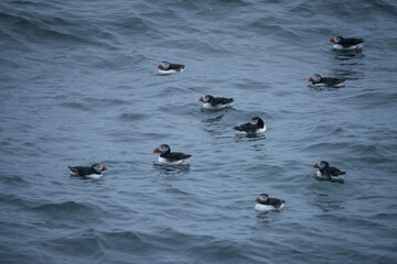 Papageientaucher auf Island