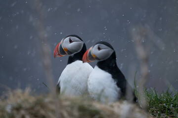 Papageientaucher auf Island