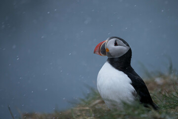 Papageientaucher auf Island