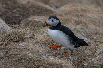 Papageientaucher auf Island