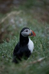 Papageientaucher auf Island