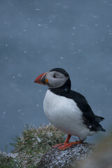 Papageientaucher auf Island
