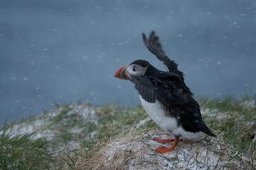Papageientaucher auf Island