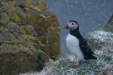 Papageientaucher auf Island