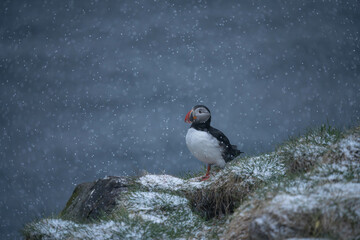 Papageientaucher auf Island