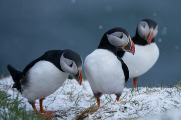 Papageientaucher auf Island