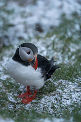 Papageientaucher auf Island