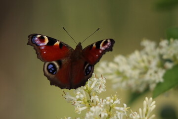 Aglais io, a butterfly sitting on a flowering shrub