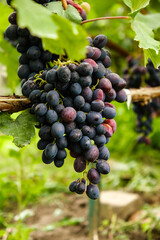 Growing blue grapes in the garden. Ripening blue grapes in autumn. Harvesting blue grapes.