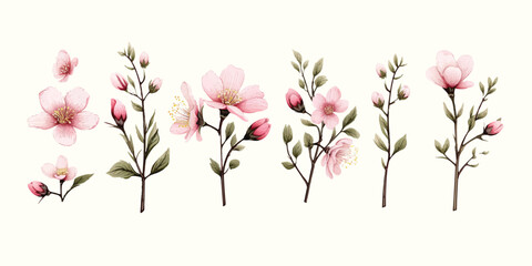 pink flowers isolated on white