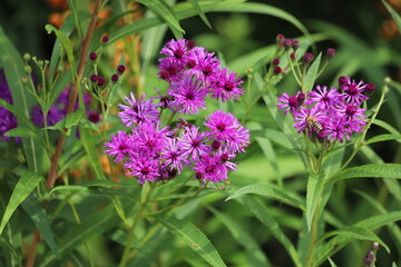 Vernonia crinita. Violet flower in the garden. © Katarzyna