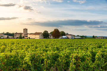 Sunny landscape of vineyards of Saint Emilion, Bordeaux. Wineyards in France. Rows of vine on a...