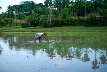 Bangladeshi rural farmer sowing paddy seedlings in a farmland , harvesting crops in a water filled...