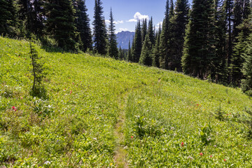 Fototapeta premium meadow with flowers