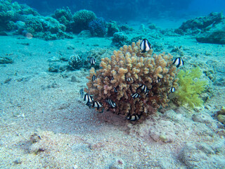 Fish swim around a large coral in the Red Sea coral reef