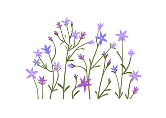 Spring flowers cluster, floral decoration. Spreading bellflowers, wildflowers, blossomed blooms, stems. Delicate field and meadow plants. Flat graphic vector illustration isolated on white background