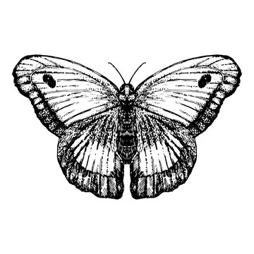 Hand-drawn illustration of Butterfly. Vector elements.