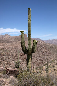 Saguaro cactus in full bloom on rocky landscape vertical