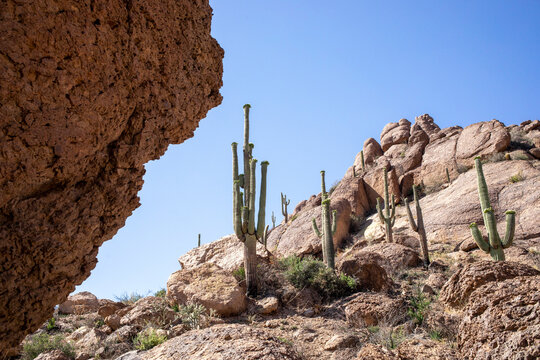 Saguaro cactus perched on rocky mountainous terrain